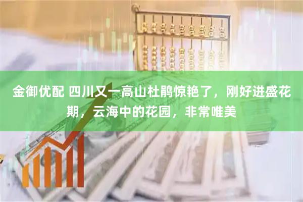 金御优配 四川又一高山杜鹃惊艳了，刚好进盛花期，云海中的花园，非常唯美